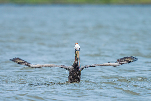 Brown_pelican_Grand_isle_2016_9