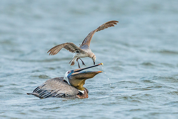 Brown_pelican_Grand_isle_2016_11