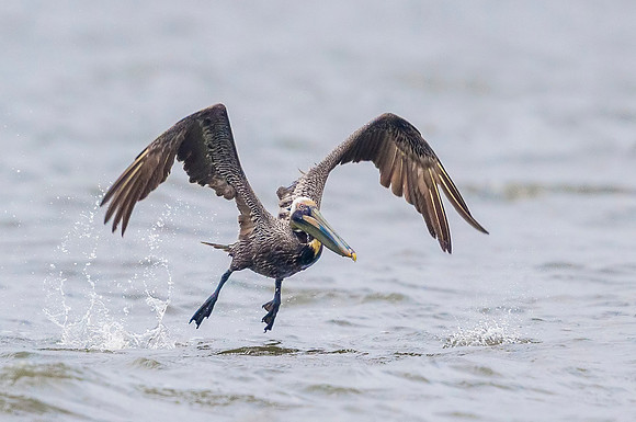 Brown_pelican_Grand_isle_2016_12