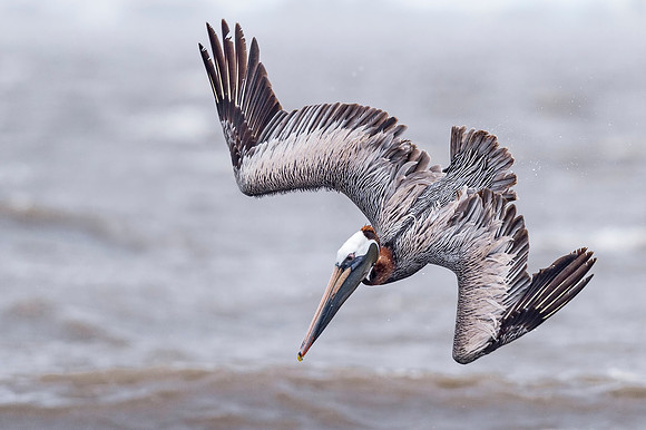 Brown_pelican_Grand_isle_2016_13
