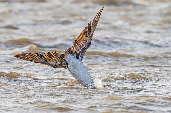 Brown_pelican_Grand)Isle_2016_14