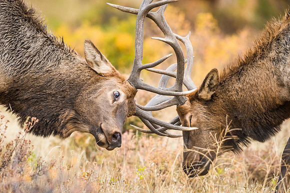 Elk_RMNP_2016_19