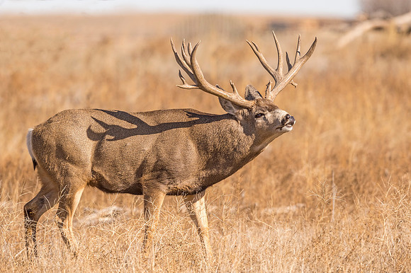Mule_deer_buck_RMANWR_2017_6