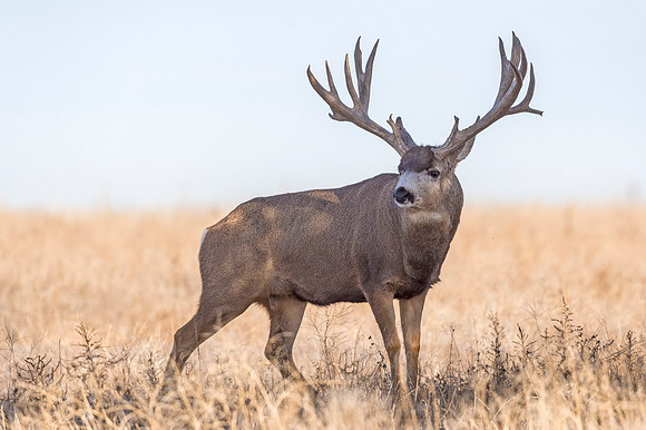 Mule_deer_buck_RMANWR_2017_4