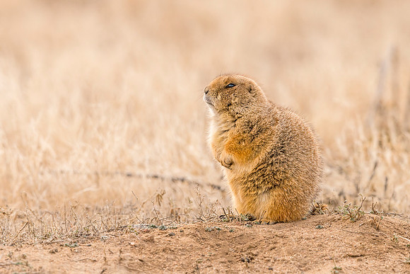 Black-tailed_prairie_dog_RMANWR_2017_1