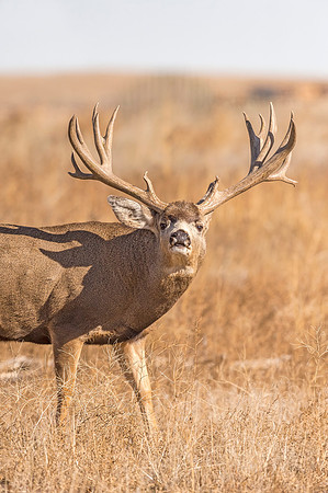Mule_deer_buck_RMANWR_2017_5