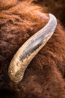 Bison_horn_RMANWR_2017_1