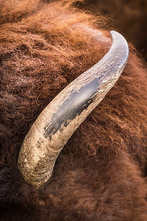 Bison_horn_RMANWR_2017_1