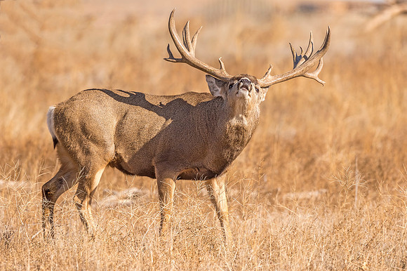 Mule_deer_buck_RMANWR_2017_7