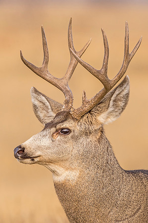 Mule_deer_buck_RMANWR_2017_8