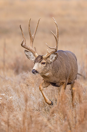 Mule_deer_buck_RMANWR_2017_9