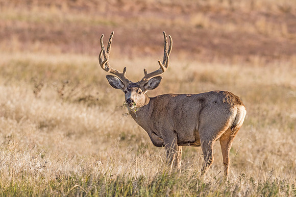 Mule_deer_buck_RMANWR_2017_1