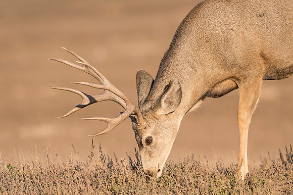 Mule_deer_buck_RMANWR_2017_2