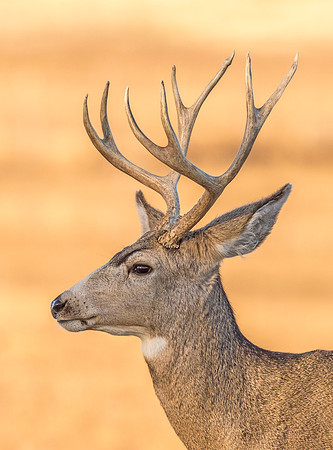 Mule_deer_buck_RMANWR_2017_3