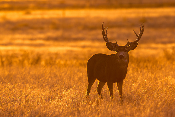 Mule_deer_RMANWR_2017_10