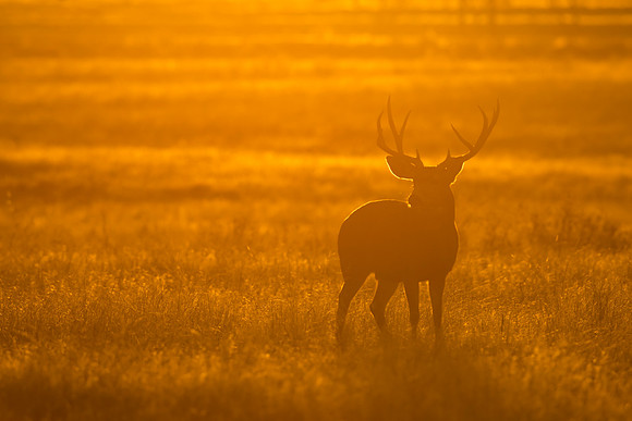 Mule_deer_RMANWR_2017_11