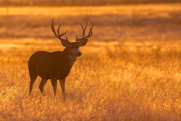 Mule_deer_RMANWR_2017_12
