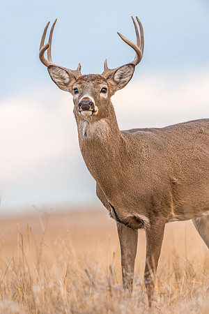 White-tailed_deer_buck_RMANWR_2017_5