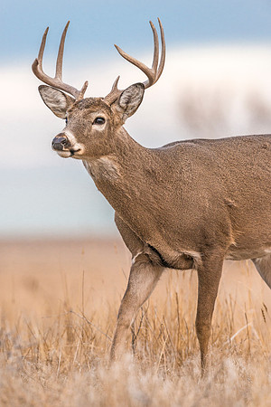 White-tailed_deer_buck_RMANWR_2017_6