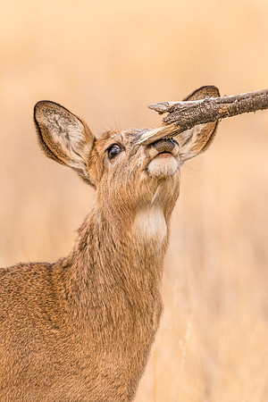 White-tailed_deer_fawn_RMANWR_2017_3