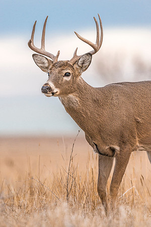 White-tailed_deer_buck_RMANWR_2017_7