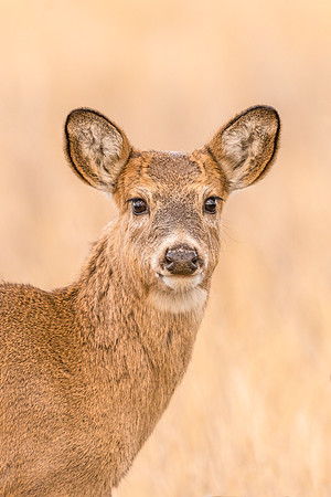White-tailed_deer_fawn_RMANWR_2017_4