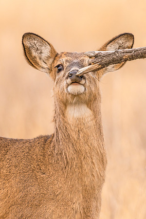 White-tailed_deer_fawn_RMANWR_2017_8