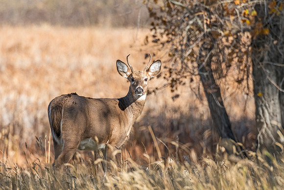White-tailed_deer_RMANWR_2017_1