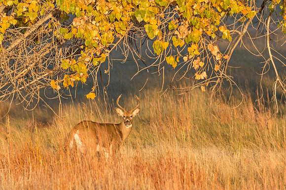 White-tailed_deer_RMANWR_2017_2