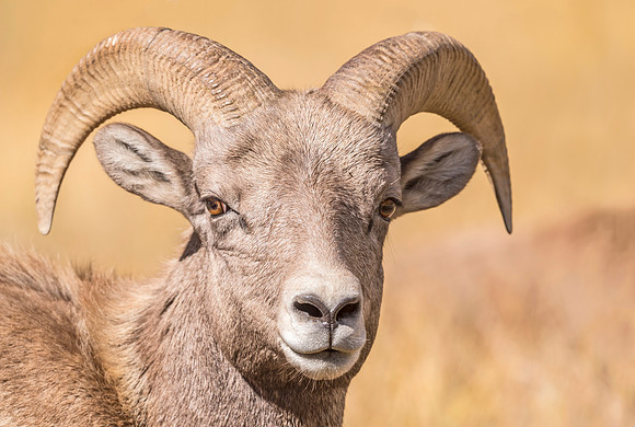 Bighorn_ram_Georgetown_2017_2