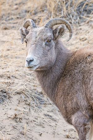 Bighorn_sheep_ewe_Georgetown_2017_9