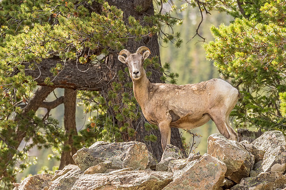 Bighorn_sheep_Georgetown_2017_1