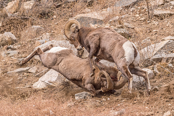 Bighorn_sheep_Georgetown_2017_3