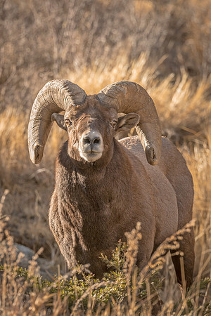Bighorn_sheep_Georgetown_2017_4