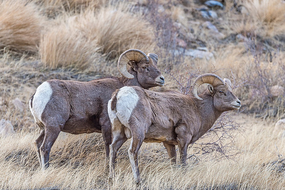 Bighorn_sheep_rams_Georgetown_2017_5