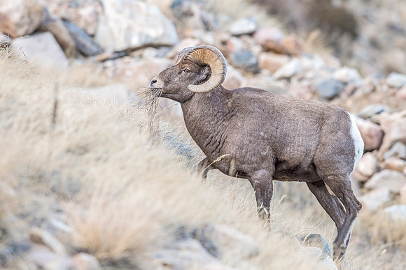 Bighorn_sheep_rams_Georgetown_2017_6