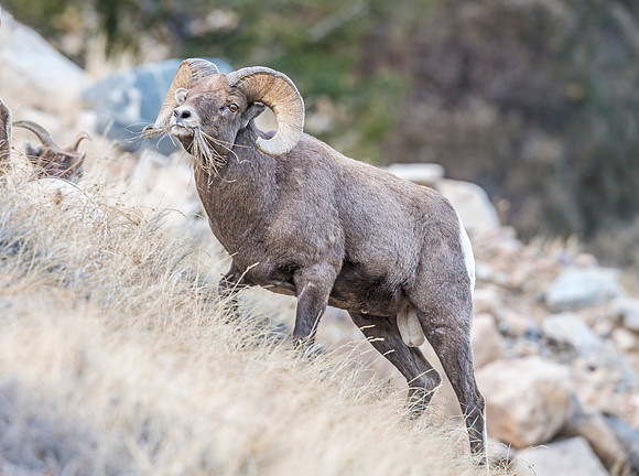 Bighorn_sheep_ram_Georgetown_2017_7