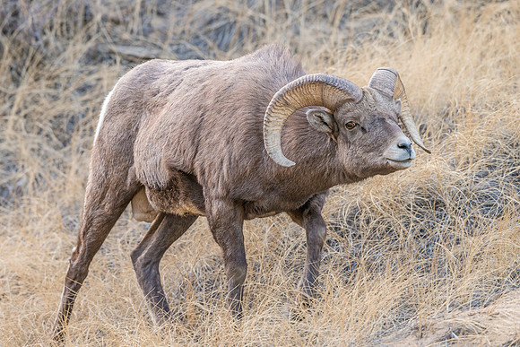 Bighorn_sheep_ram_Georgetown_2017_8