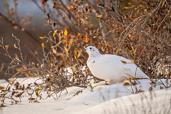 Willow_ptarmigan_CH_2024_1