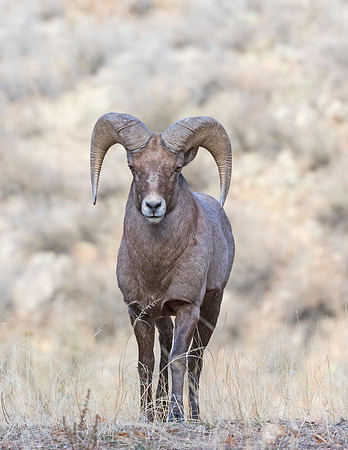 Bighorn_150