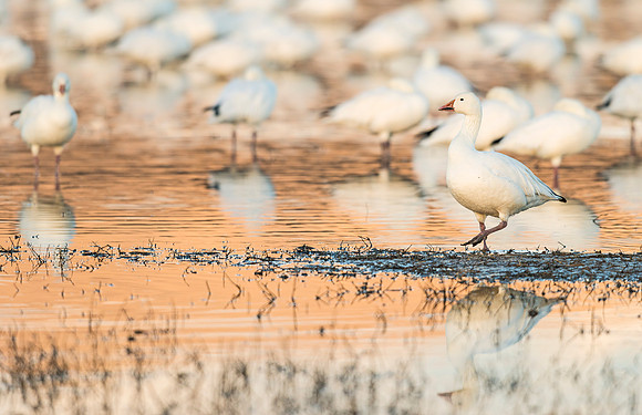 Snow_goose_BDANWR_reflection_2