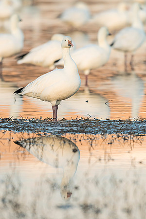 Snow_goose_BDANWR_reflection_1
