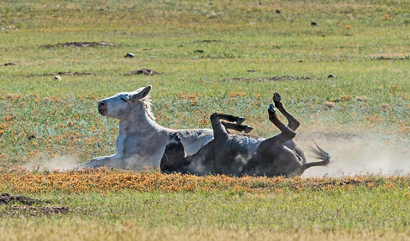 Wild_burro_2
