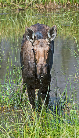Moose_84