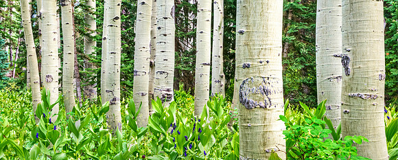 McClure_Pass_Aspens_3