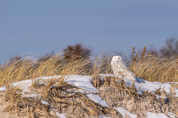 Snowy_owl_NJ_2017_1