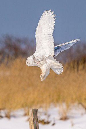 Snowy_owl_NJ_2017_3