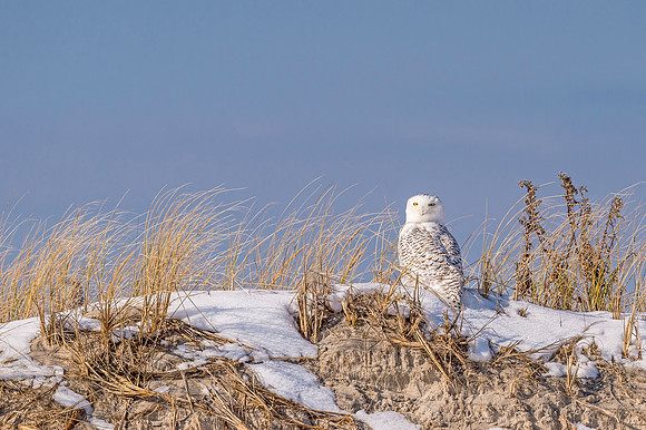 Snowy_owl_NJ_2017_2