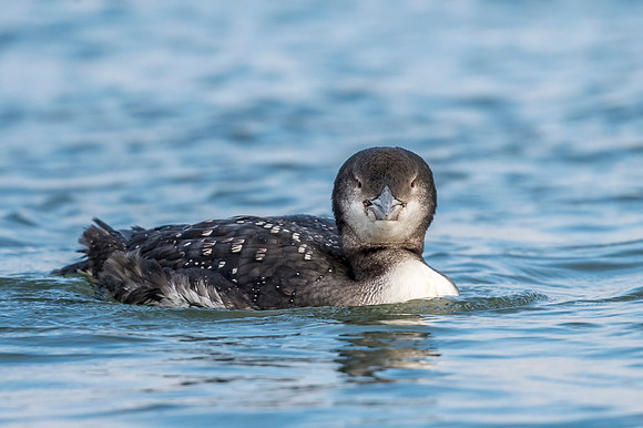 Common_loon_NJ_2017_1
