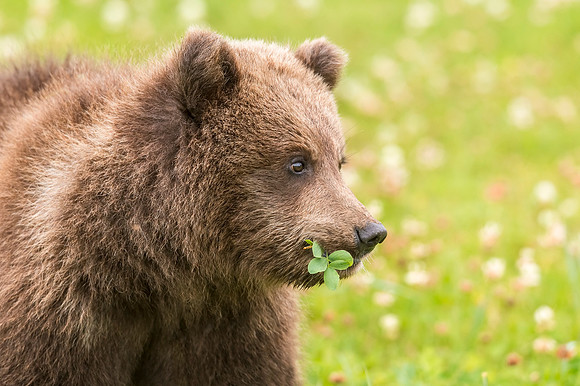 Brown_bear_LCNP_2017_7